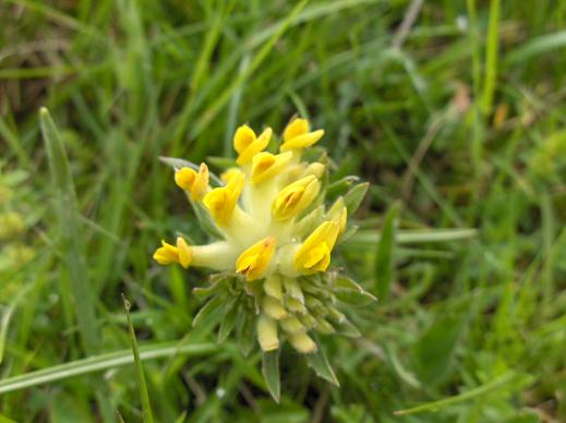 Anthyllis vulneraria / Vulneraria comune